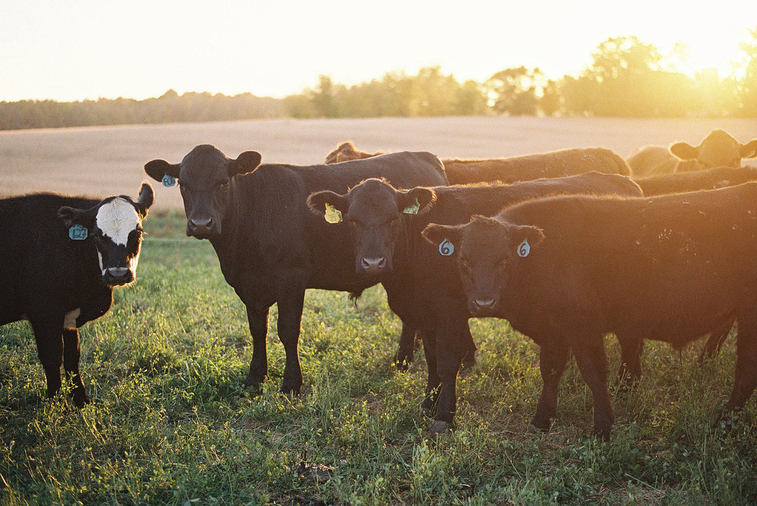 More Than a Farm: The Values That Shape Grown Well