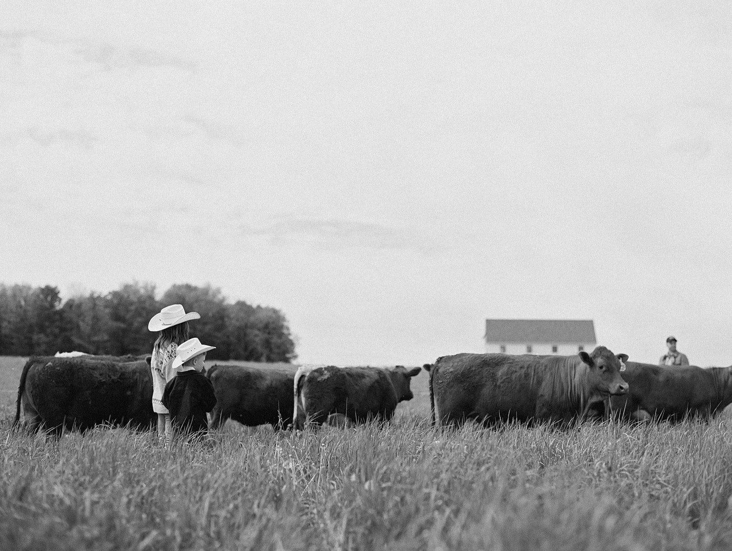 Grass Finished Beef