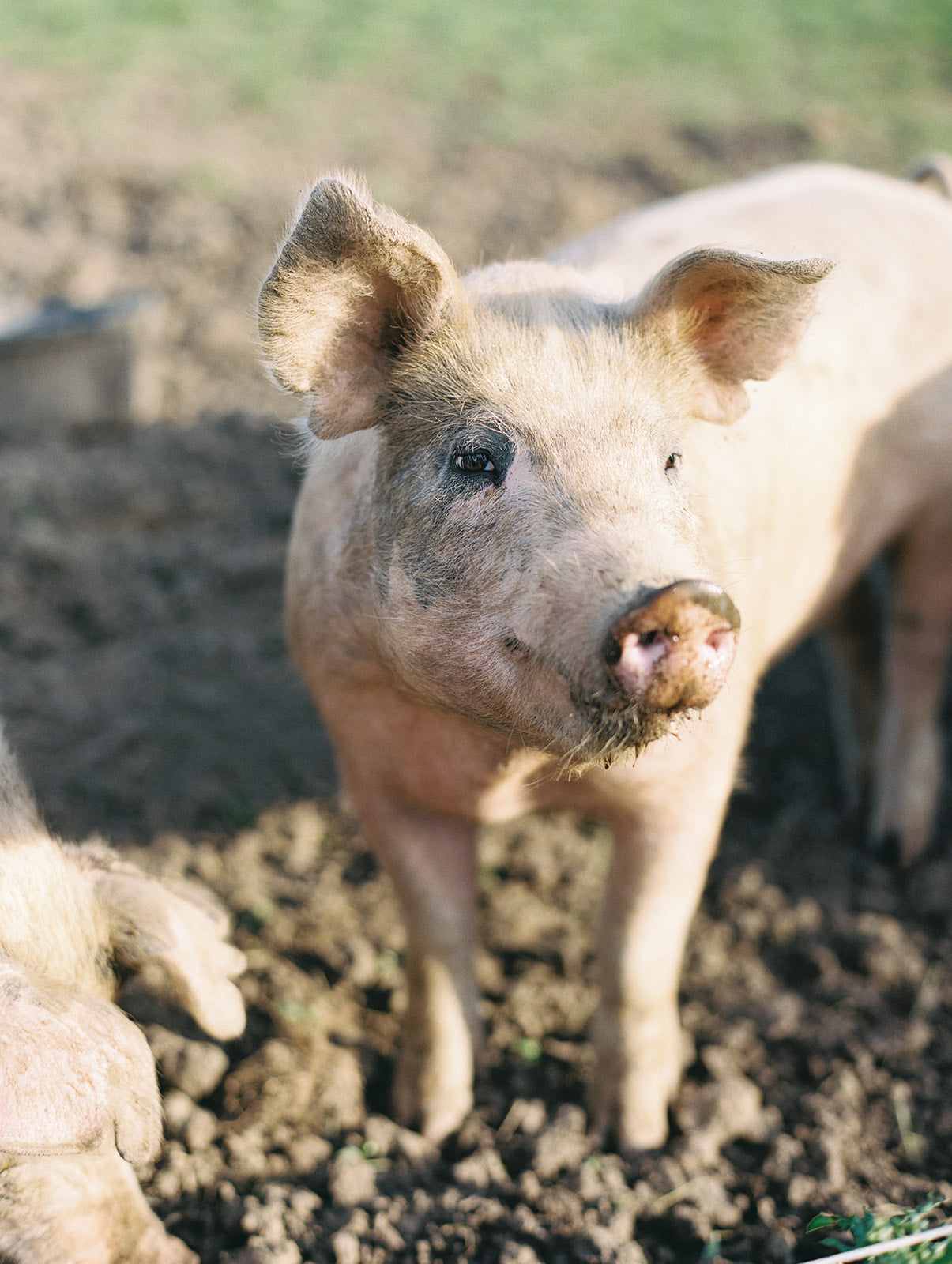 Mild Pork Sausage Box - 40 lbs