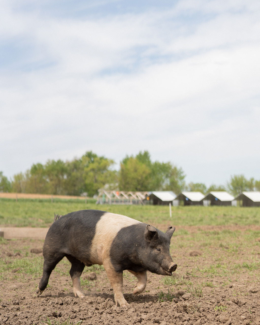 Pork Fat