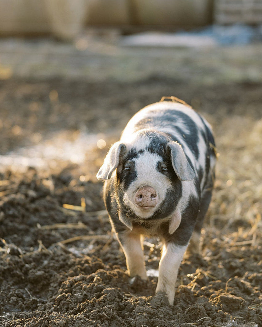 Pasture Raised Pork