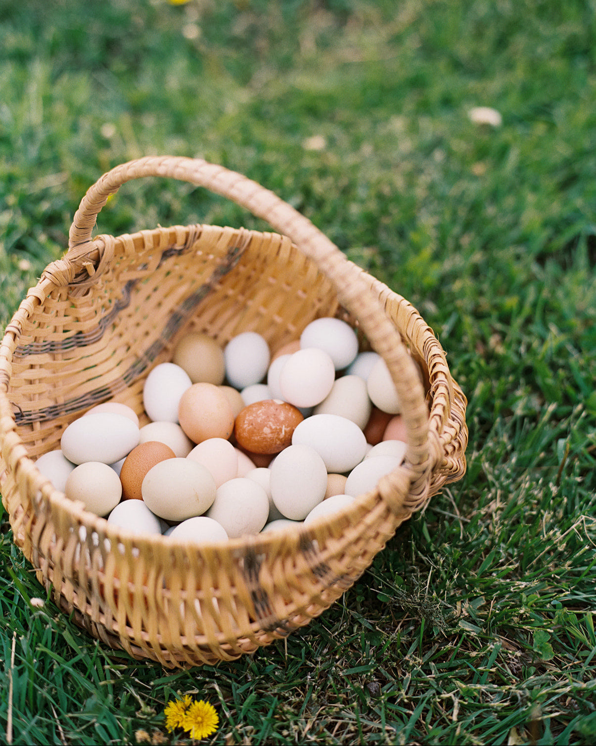 Organic, Pasture Raised Eggs