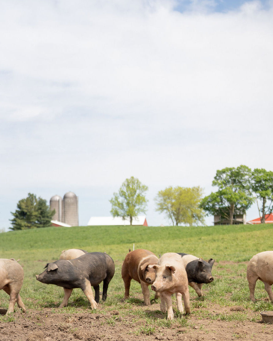 Pigs grazing in a field with trees and buildings in the background