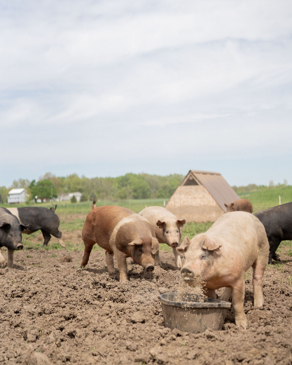 Pigs in a field with a barn and trees in the background