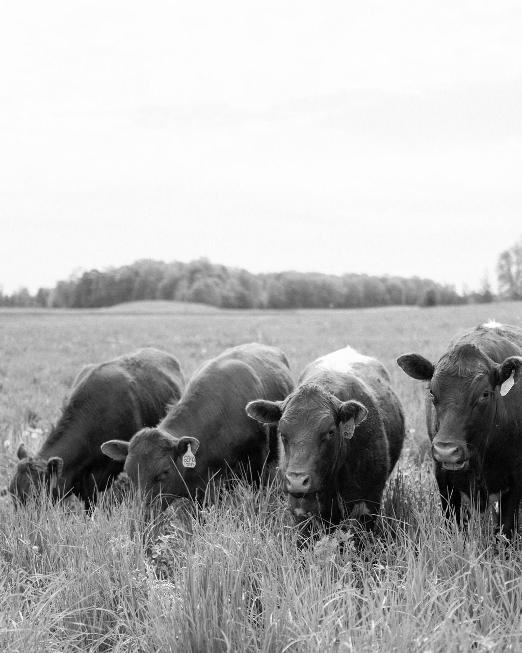 Regeneratively raised beef