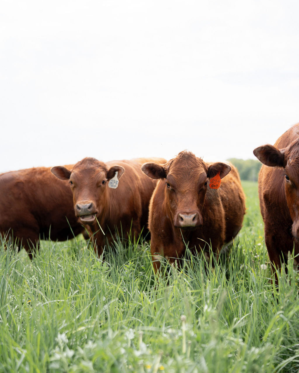 Three brown cows standing in a grassy field with a white background