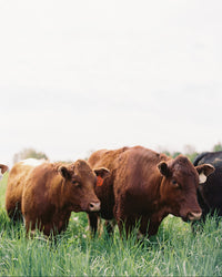 Three cows grazing in a grassy field with a white background
