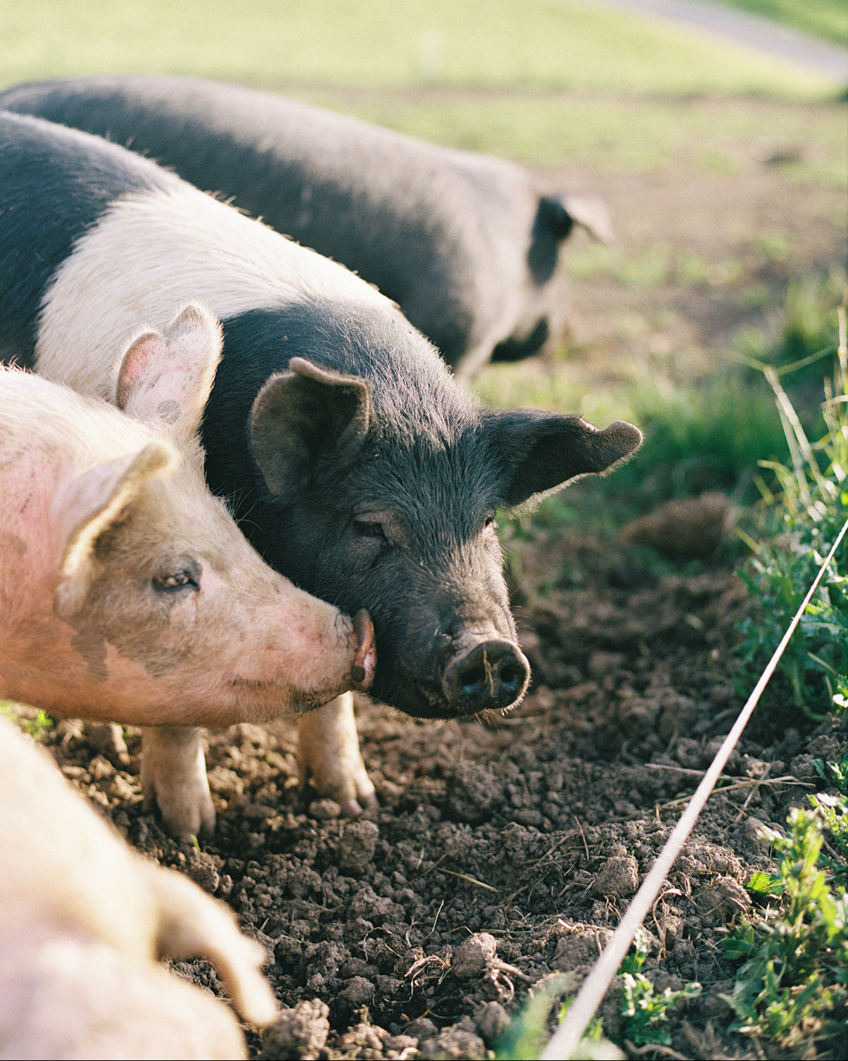 Three pigs in a natural setting with green grass and dirt