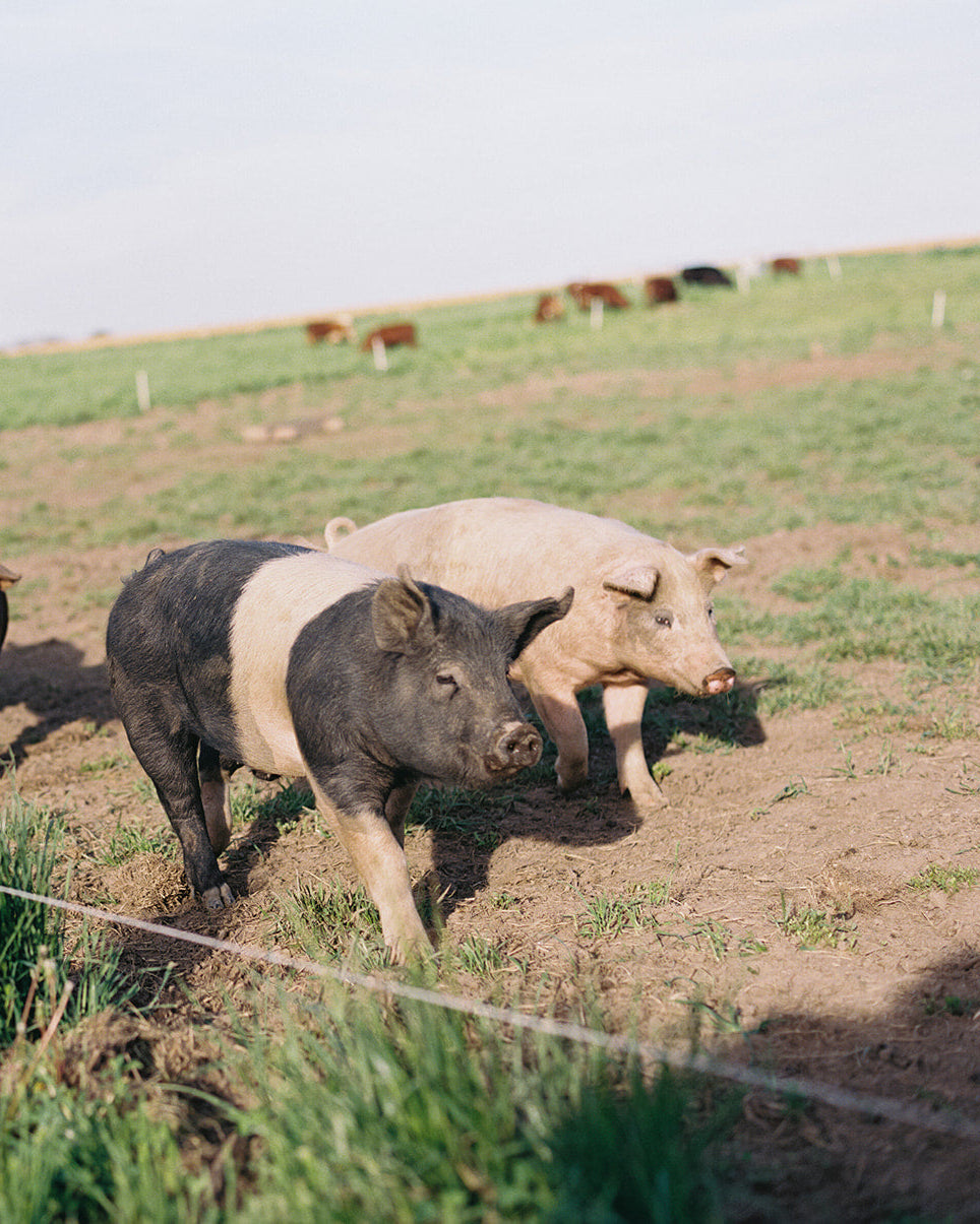 Pigs in a grassy field with a fence
